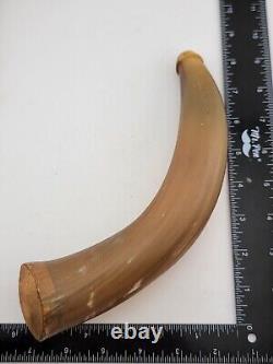 Antique 19th C Translucent Civil War Era American Natural Powder Horn 9 Long