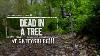 Dead In A Tree At Gettysburg American Artifact Episode 84