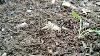 Metal Detecting Finds Lost CIVIL War Relics In The Woods What We Found May Leave You Speechless