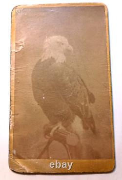 Rare Old Abe Civil War Eagle 8th WI Regiment CDV Signed by Gov of Wisconsin